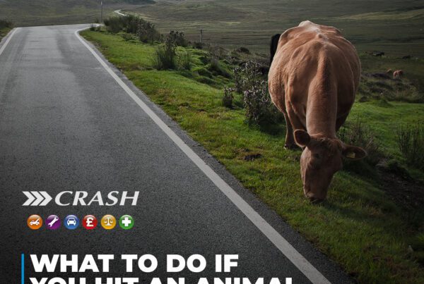 What to do if you hit an animal with your car