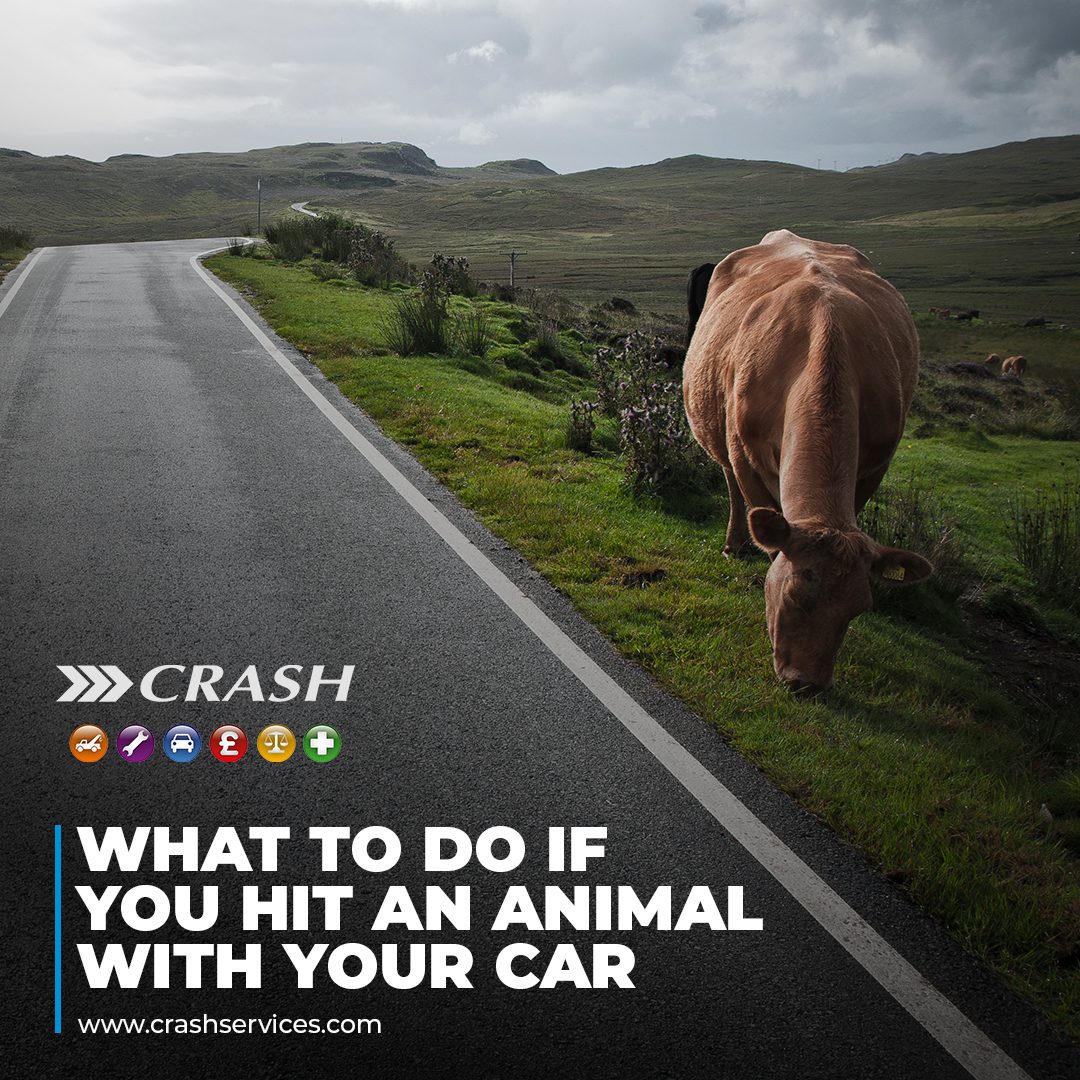 What to do if you hit an animal with your car